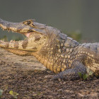 Yacare caiman in North Pantanal, Brazil