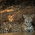 Jaguar in the Pantanal, Brazil