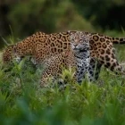 Jaguar in the Pantanal, Brazil