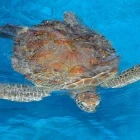 Turtle in Praia do Forte, Brazil