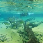 Snorkelling in Rio da Prata, Brazil