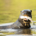 Giant river otter in Southern Pantanal, Brazil