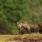 Jaguar in Southern Pantanal, Brazil