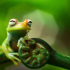 Amazon tree frog in Brazil