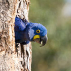 Hyacinth macaw in Brazil