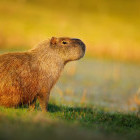 Capybara in Southern Pantanal, Brazil