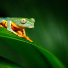 Golden-eyed leaf frog in Corcovado National Park, Costa Rica