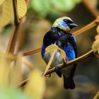 Golden-hooded tanager in Puerto Viejo, Costa Rica
