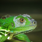 Green iguana in Costa Rica