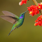 Green violetear in Costa Rica