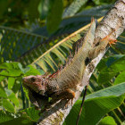 Iguana in Costa Rica