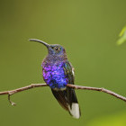 Hummingbird in La Paz Waterfall Gardens, Costa Rica