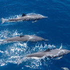 Porpoise in Marino Ballena National Park, Costa Rica