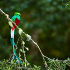 Resplendent quetzal in Costa Rica