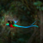 Resplendent quetzal in Costa Rica