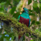 Resplendent quetzal in Monteverde Cloud Forest, Costa Rica