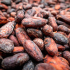 Cocoa pods at a chocolate farm in Sarapiqui, Costa Rica.