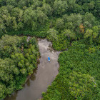 Boat trip through Sierpe mangroves in Costa Rica
