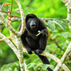 Howler monkey in Sierpe Mangroves, Costa Rica