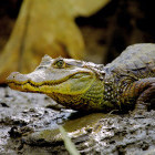 Spectacled caiman in Sierpe Mangroves, Costa Rica
