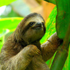 Sloth in Puerto Viejo, Costa Rica