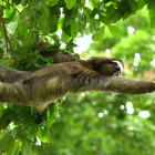 Sloth in Costa Rica