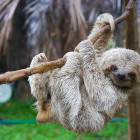 Sloth at a rescue centre in Costa Rica