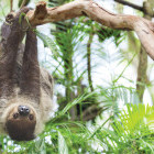 Three-toed sloth hanging from a tree in Costa Rica