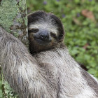 Three-toed sloth in Costa Rica