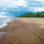 Beach in Tortuguero National Park, Costa Rica
