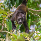 Mantled howler monkey in Tortuguero National Park, Costa Rica