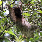 Three-toed sloth in Tortuguero National Park, Costa Rica