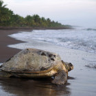 Turtle in Tortuguero National Park, Costa Rica