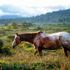 Horse in Turrialba, Costa Rica