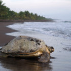 Turtle crawling to see in Tortuguero National Park, Costa Rica