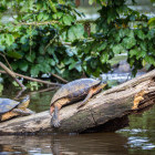Turtles sunbathing in Tortuguero National Park in Costa Rica