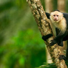 White-headed capuchin in Costa Rica