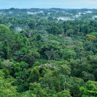 Amazon Rainforest in Ecuador