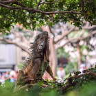 Land iguana in Seminario Park, Guayaquil, Ecuador