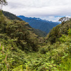 Mindo cloud forest in Ecuador