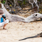 Boy and marine iguana in the Galapagos Islands