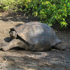 Galapagos giant tortoise in the Galapagos Islands