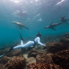 Girl snorkelling with sealions in the Galapagos Islands