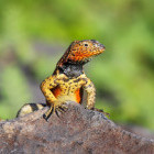 Lava lizard in Espanola, the Galapagos Islands