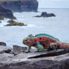 Marine iguana in Espanola, the Galapagos Islands