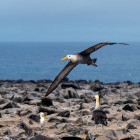 Waved albatross in Espanola, the Galapagos Islands