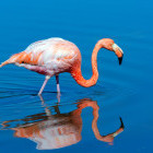 American flamingo in Floreana, the Galapagos Islands