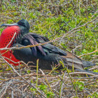 Magnificent frigatebird in the Galapagos Islands