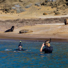 Snorkelling in the Galapagos Islands.