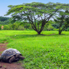 Land tortoise in Santa Cruz, the Galapagos Islands
